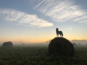Фото. Пёс на стоге сена в поле на рассвете.
