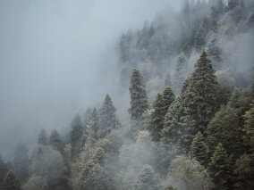 Фото. Хвойный лес в тумане сверху.